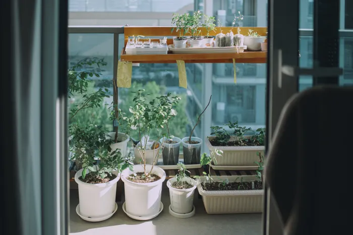 Choosing a Simple Setup for Indoor Herb Growing