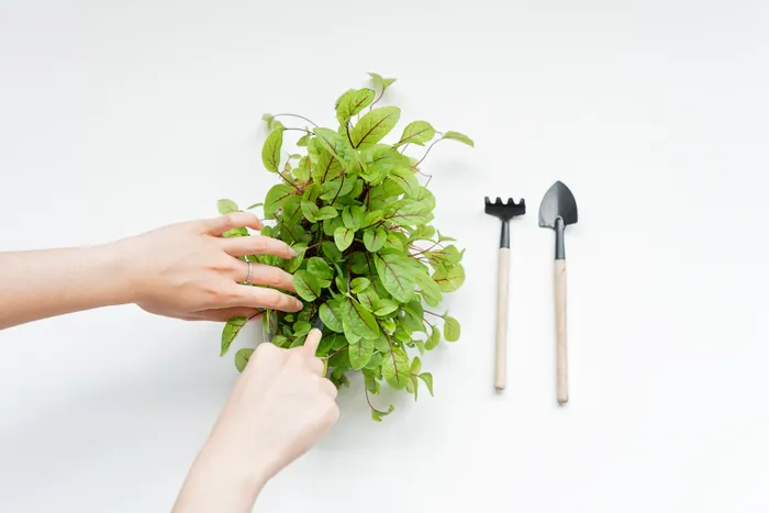 Planning Your First Indoor Herb Growing Session